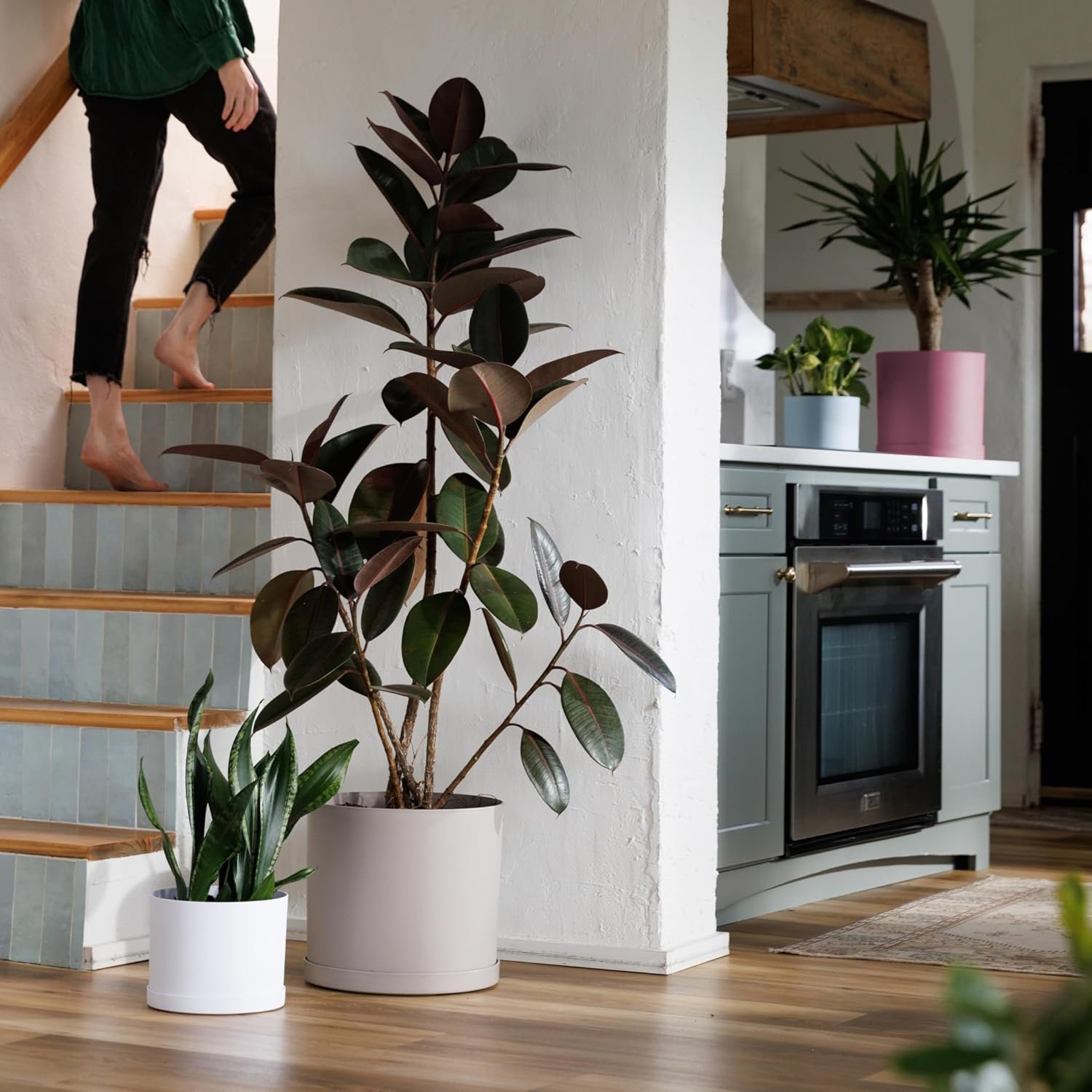 Bloem white and blush floor planters with rubber plant